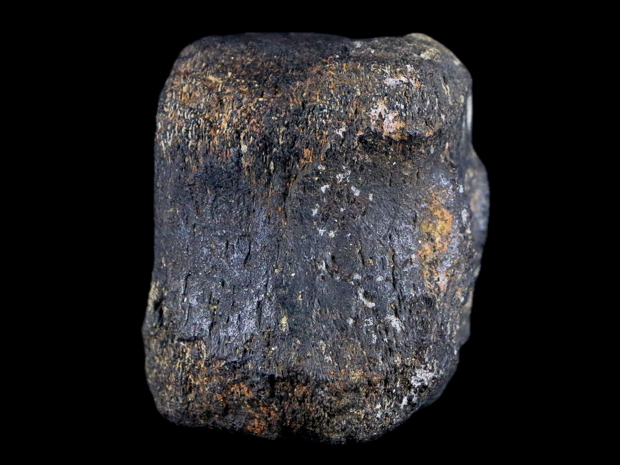 2.1" Hypacrosaurus Dinosaur Fossil Vertebrae Bone Two Medicine FM Montana COA - Fossil Age Minerals