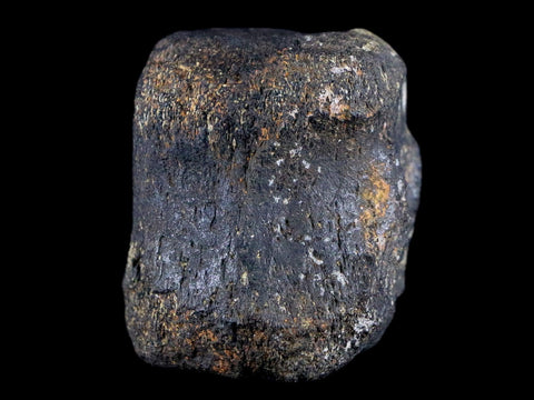 2.1" Hypacrosaurus Dinosaur Fossil Vertebrae Bone Two Medicine FM Montana COA - Fossil Age Minerals