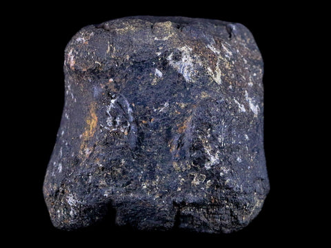 2.1" Hypacrosaurus Dinosaur Fossil Vertebrae Bone Two Medicine FM Montana COA - Fossil Age Minerals