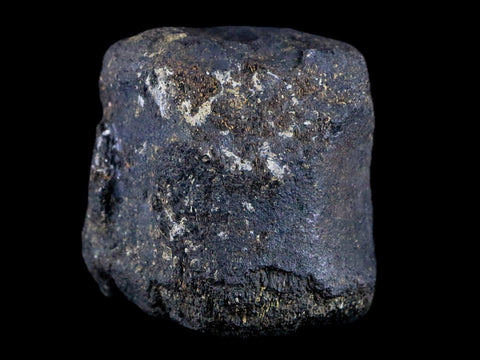 2.1" Hypacrosaurus Dinosaur Fossil Vertebrae Bone Two Medicine FM Montana COA - Fossil Age Minerals