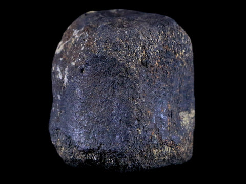 2.1" Hypacrosaurus Dinosaur Fossil Vertebrae Bone Two Medicine FM Montana COA - Fossil Age Minerals