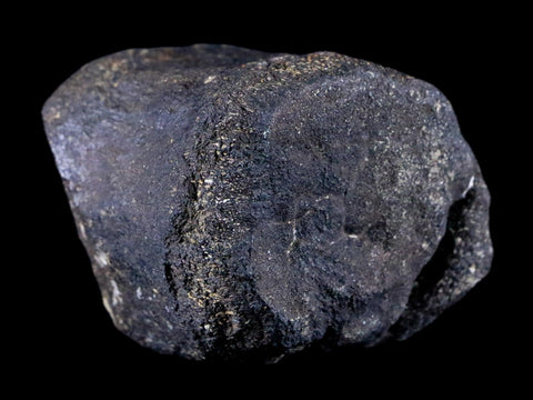 2.1" Hypacrosaurus Dinosaur Fossil Vertebrae Bone Two Medicine FM Montana COA - Fossil Age Minerals