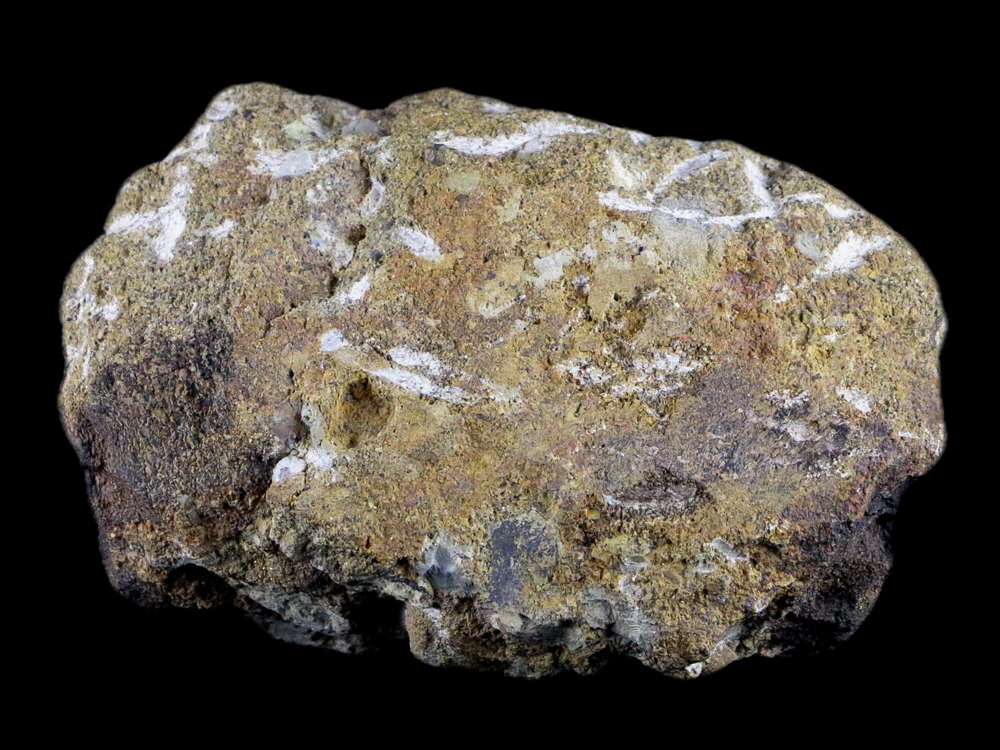 4" Hypacrosaurus Dinosaur Fossil Vertebrae Bone Two Medicine FM Montana COA - Fossil Age Minerals