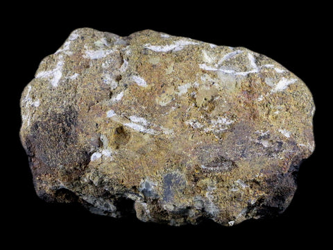 4" Hypacrosaurus Dinosaur Fossil Vertebrae Bone Two Medicine FM Montana COA - Fossil Age Minerals