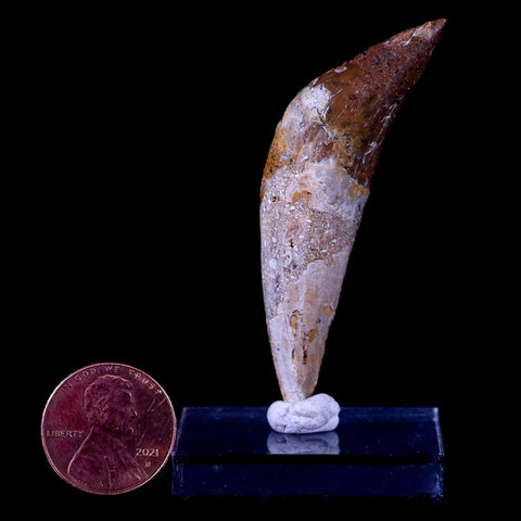 2.5" Basilosaurus Tooth 40-34 Mil Yrs Old Late Eocene COA & Stand - Fossil Age Minerals