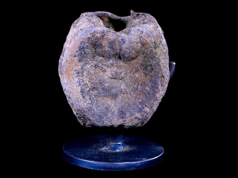 3.3" Edmontosaurus Dinosaur Fossil Vertebrae Bone Lance Creek WY COA Metal Stand - Fossil Age Minerals