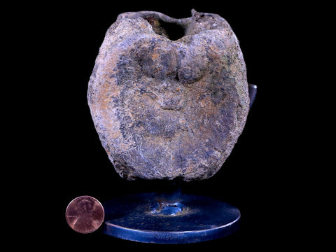 3.3" Edmontosaurus Dinosaur Fossil Vertebrae Bone Lance Creek WY COA Metal Stand - Fossil Age Minerals