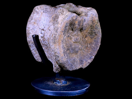 3.3" Edmontosaurus Dinosaur Fossil Vertebrae Bone Lance Creek WY COA Metal Stand