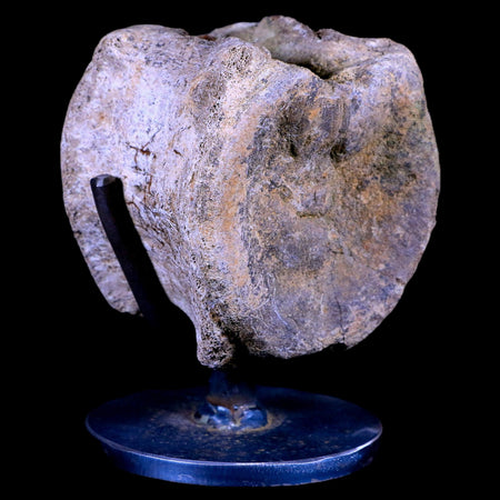 3.3" Edmontosaurus Dinosaur Fossil Vertebrae Bone Lance Creek WY COA Metal Stand