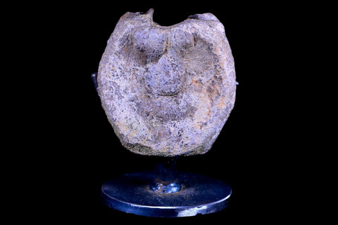 3.3" Edmontosaurus Dinosaur Fossil Vertebrae Bone Lance Creek WY COA Metal Stand - Fossil Age Minerals