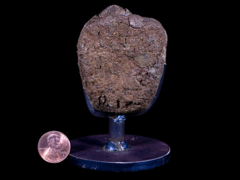 2.3" Brachylophosaurus Fossil Vertebrae Dinosaur Judith River MT COA Metal Stand - Fossil Age Minerals