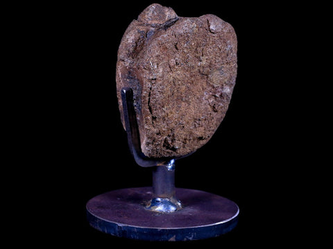 2.3" Brachylophosaurus Fossil Vertebrae Dinosaur Judith River MT COA Metal Stand - Fossil Age Minerals