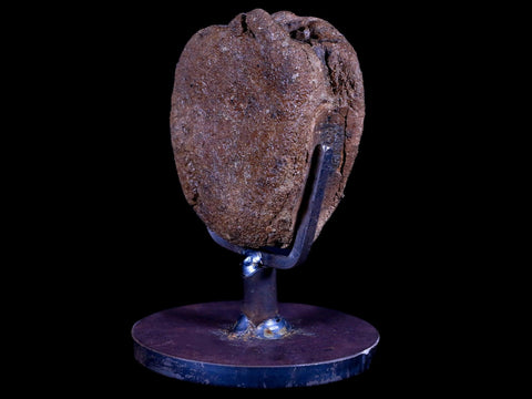 2.3" Brachylophosaurus Fossil Vertebrae Dinosaur Judith River MT COA Metal Stand - Fossil Age Minerals