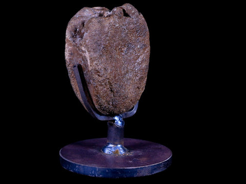 2.3" Brachylophosaurus Fossil Vertebrae Dinosaur Judith River MT COA Metal Stand - Fossil Age Minerals