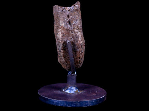 2.3" Brachylophosaurus Fossil Vertebrae Dinosaur Judith River MT COA Metal Stand - Fossil Age Minerals