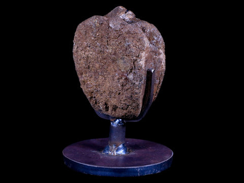 2.3" Brachylophosaurus Fossil Vertebrae Dinosaur Judith River MT COA Metal Stand - Fossil Age Minerals