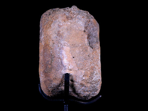 3.5" Edmontosaurus Dinosaur Fossil Vertebrae Bone Hell Creek MT COA Metal Stand - Fossil Age Minerals