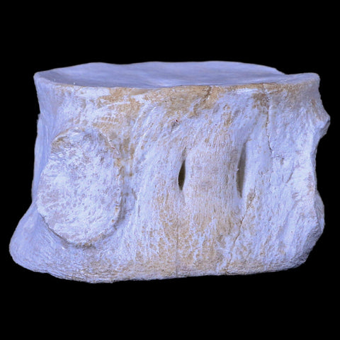 2.6" Plesiosaur Fossil Vertebrae Cretaceous Dinosaur Era Zarafasaura Elasmosaurus COA - Fossil Age Minerals