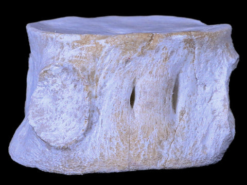 2.6" Plesiosaur Fossil Vertebrae Cretaceous Dinosaur Era Zarafasaura Elasmosaurus COA - Fossil Age Minerals