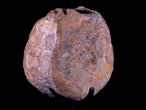 3.5" Edmontosaurus Dinosaur Fossil Vertebrae Bone Hell Creek MT COA Metal Stand - Fossil Age Minerals