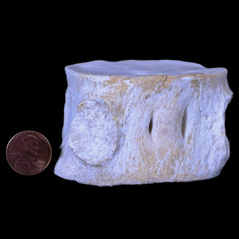 2.6" Plesiosaur Fossil Vertebrae Cretaceous Dinosaur Era Zarafasaura Elasmosaurus COA - Fossil Age Minerals