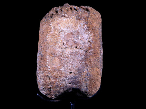 3.5" Edmontosaurus Dinosaur Fossil Vertebrae Bone Hell Creek MT COA Metal Stand - Fossil Age Minerals