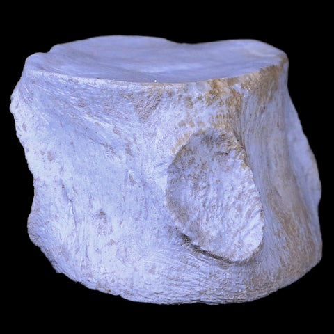 2.6" Plesiosaur Fossil Vertebrae Cretaceous Dinosaur Era Zarafasaura Elasmosaurus COA - Fossil Age Minerals