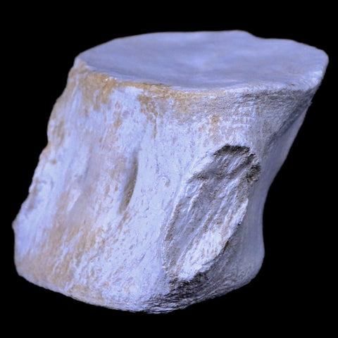 2.6" Plesiosaur Fossil Vertebrae Cretaceous Dinosaur Era Zarafasaura Elasmosaurus COA - Fossil Age Minerals