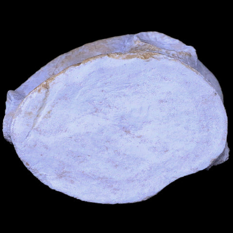 2.6" Plesiosaur Fossil Vertebrae Cretaceous Dinosaur Era Zarafasaura Elasmosaurus COA - Fossil Age Minerals