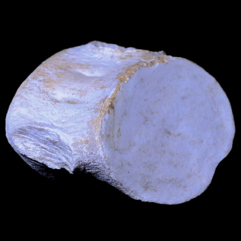 2.6" Plesiosaur Fossil Vertebrae Cretaceous Dinosaur Era Zarafasaura Elasmosaurus COA - Fossil Age Minerals