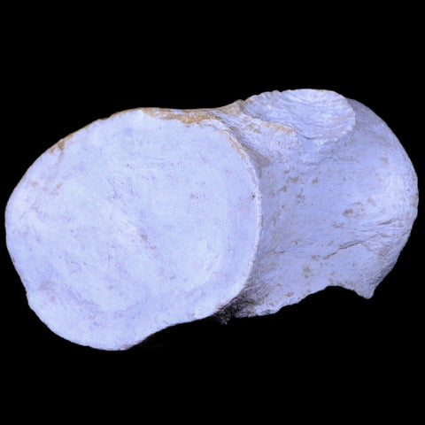 2.6" Plesiosaur Fossil Vertebrae Cretaceous Dinosaur Era Zarafasaura Elasmosaurus COA - Fossil Age Minerals