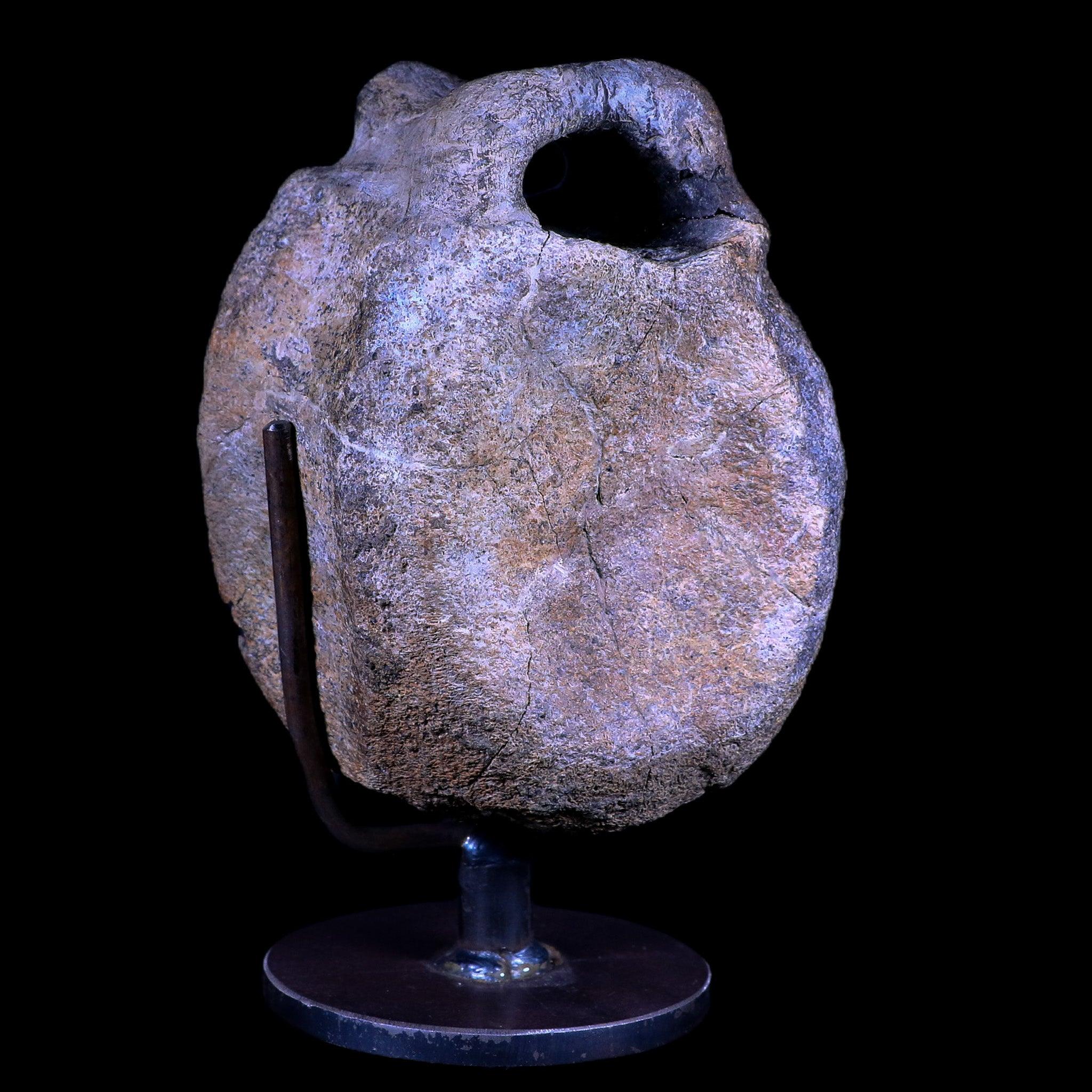 4.8" Hypacrosaurus Dinosaur Fossil Vertebrae Two Medicine FM Montana COA, Stand - Fossil Age Minerals