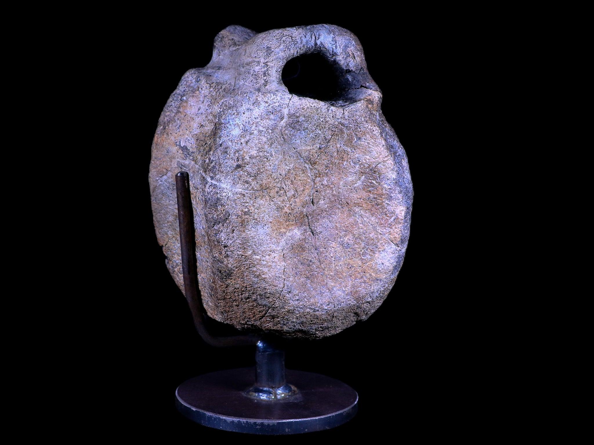 4.8" Hypacrosaurus Dinosaur Fossil Vertebrae Two Medicine FM Montana COA, Stand - Fossil Age Minerals