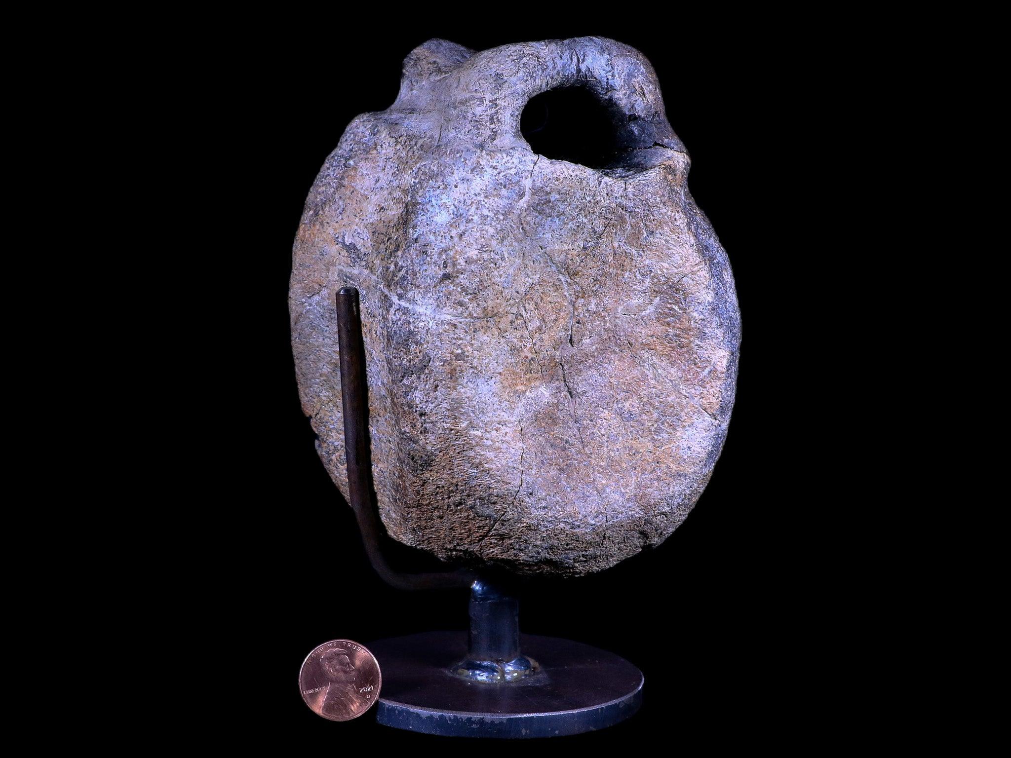 4.8" Hypacrosaurus Dinosaur Fossil Vertebrae Two Medicine FM Montana COA, Stand - Fossil Age Minerals