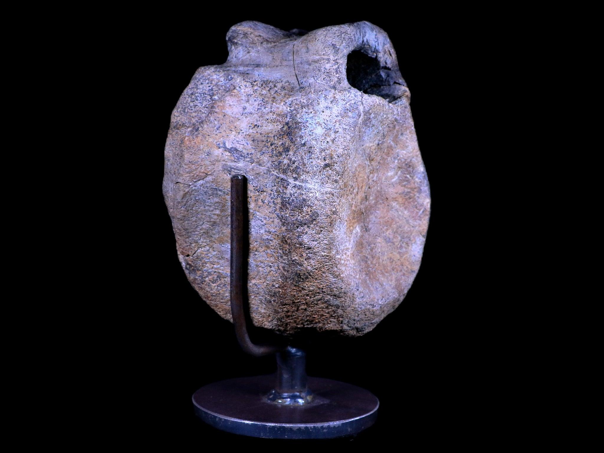 4.8" Hypacrosaurus Dinosaur Fossil Vertebrae Two Medicine FM Montana COA, Stand - Fossil Age Minerals