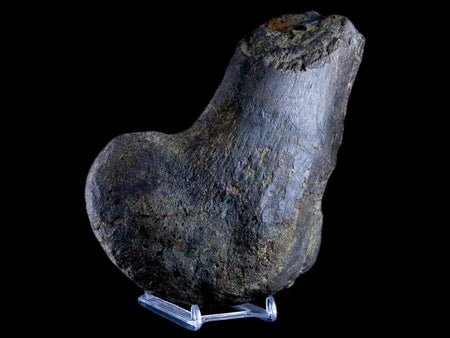7" Hypacrosaurus Dinosaur Fossil Femur Bone Two Medicine FM Hadrosaur COA