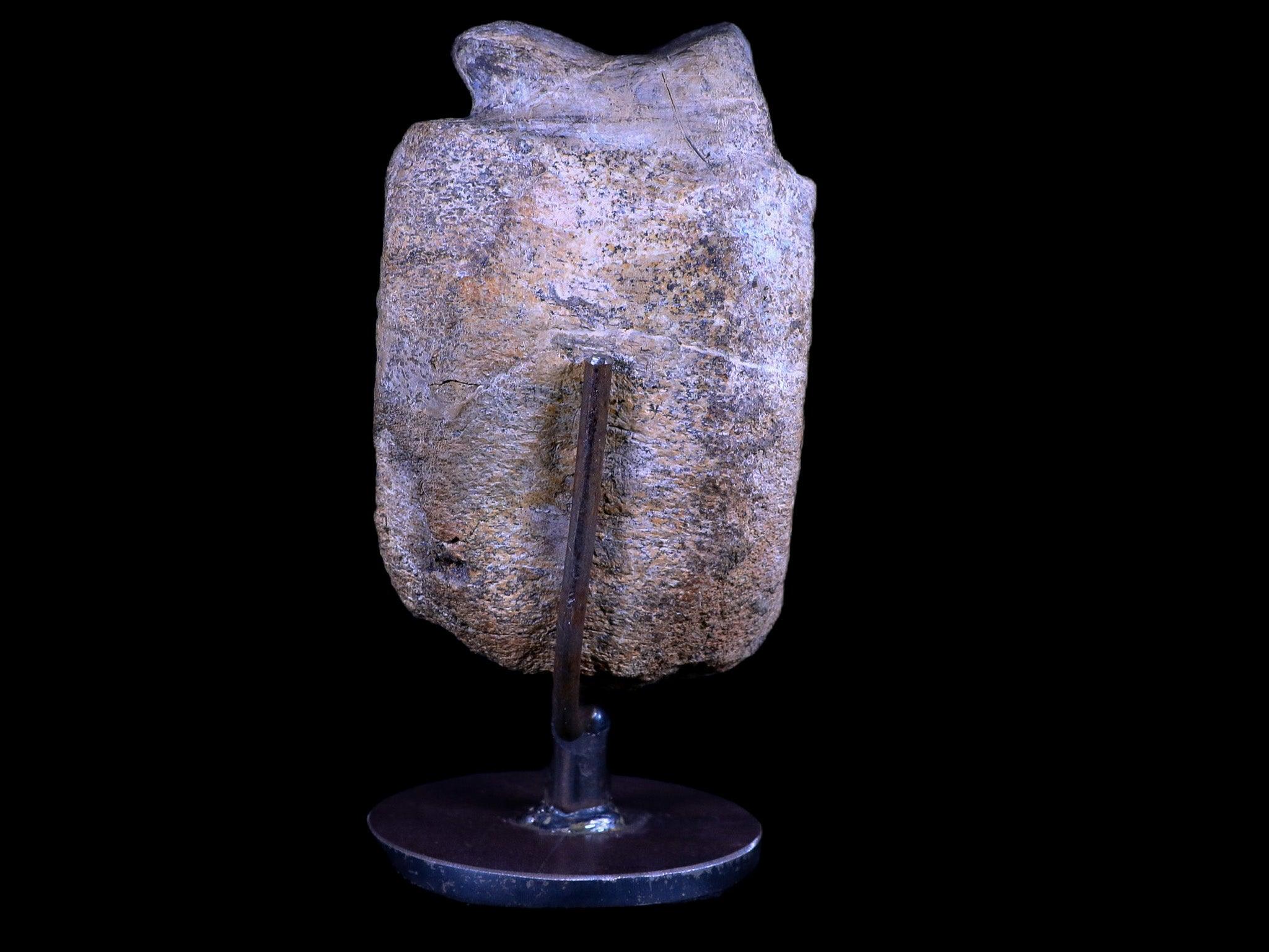 4.8" Hypacrosaurus Dinosaur Fossil Vertebrae Two Medicine FM Montana COA, Stand - Fossil Age Minerals