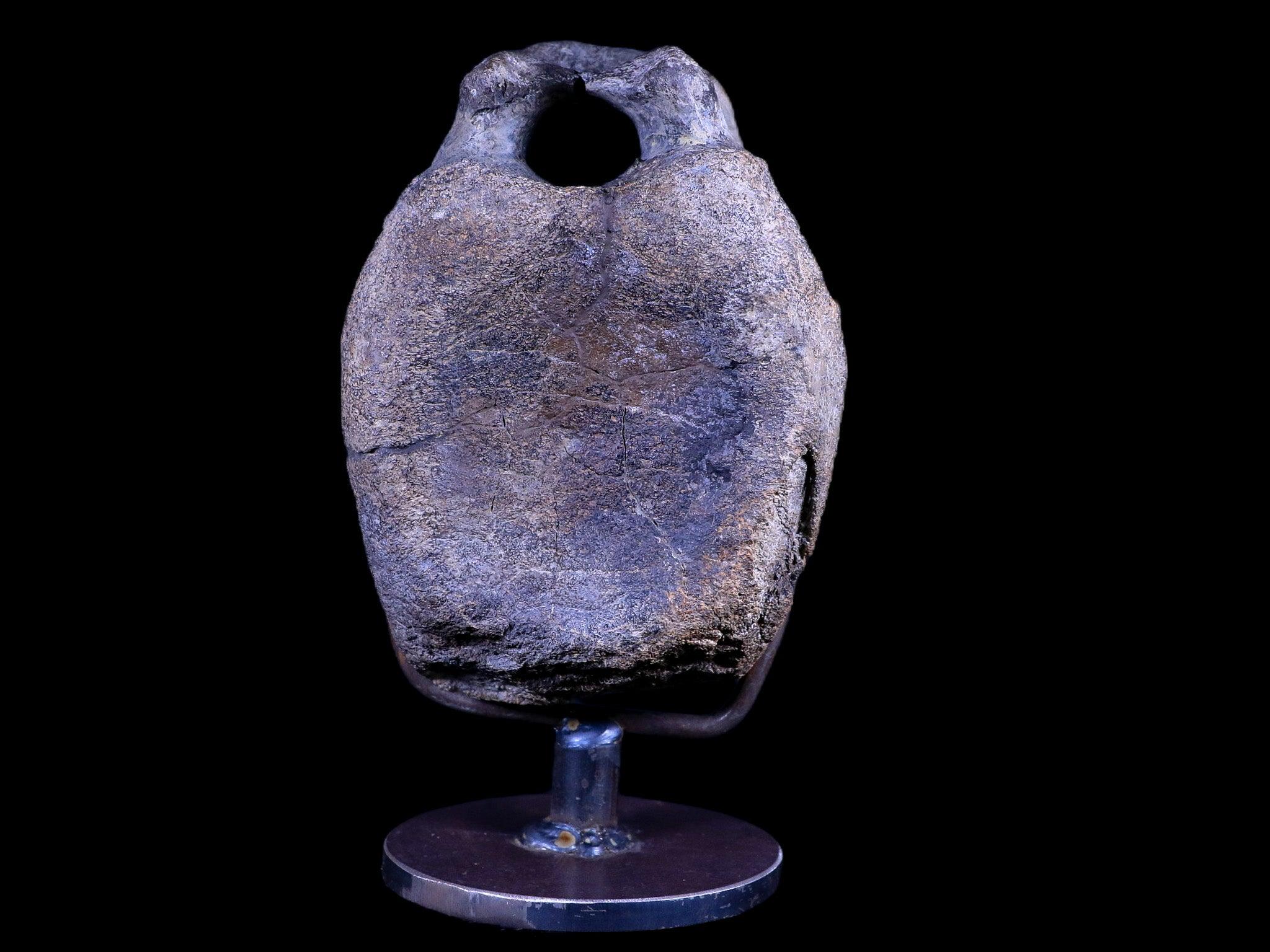 4.8" Hypacrosaurus Dinosaur Fossil Vertebrae Two Medicine FM Montana COA, Stand - Fossil Age Minerals