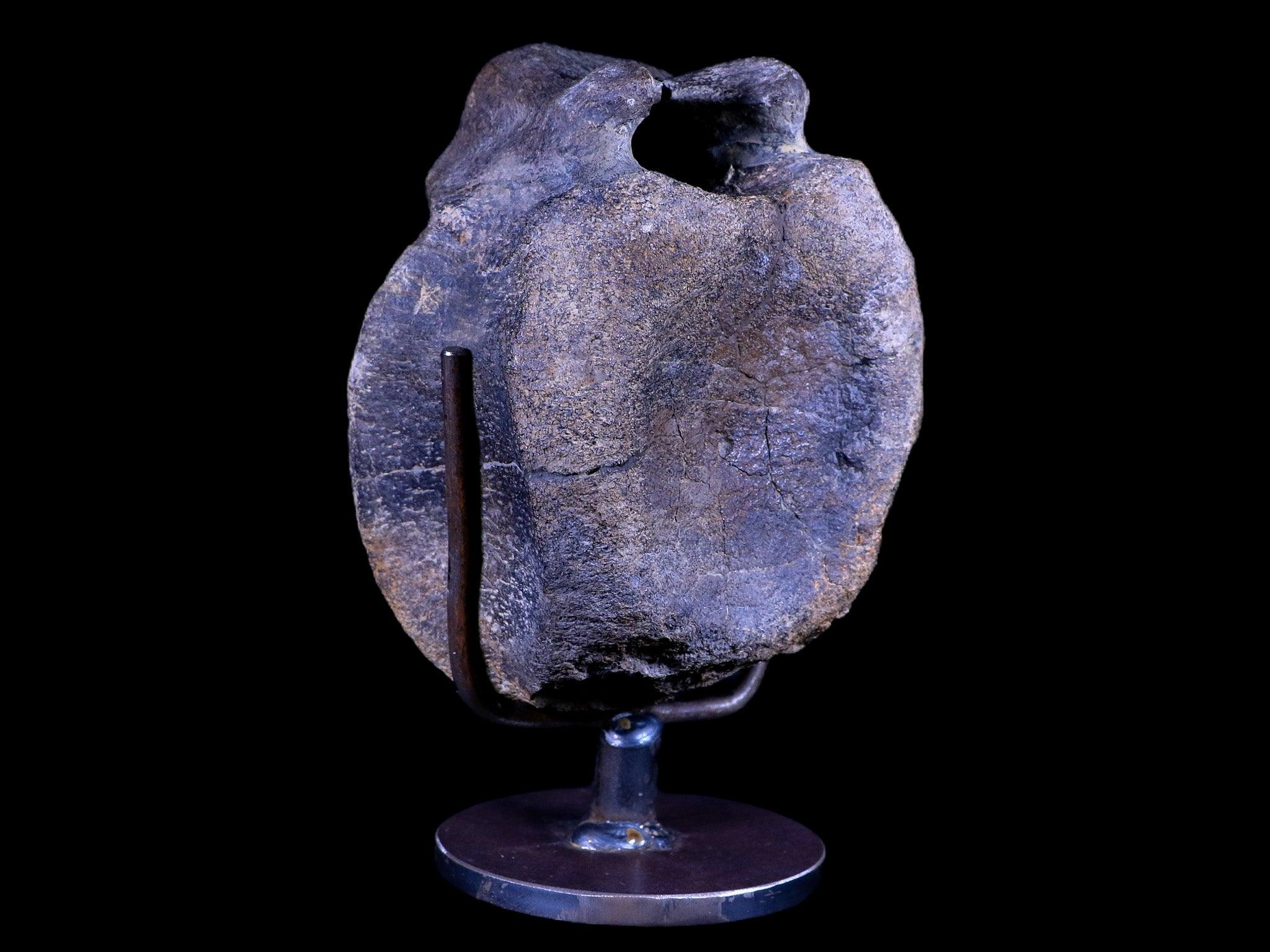 4.8" Hypacrosaurus Dinosaur Fossil Vertebrae Two Medicine FM Montana COA, Stand - Fossil Age Minerals
