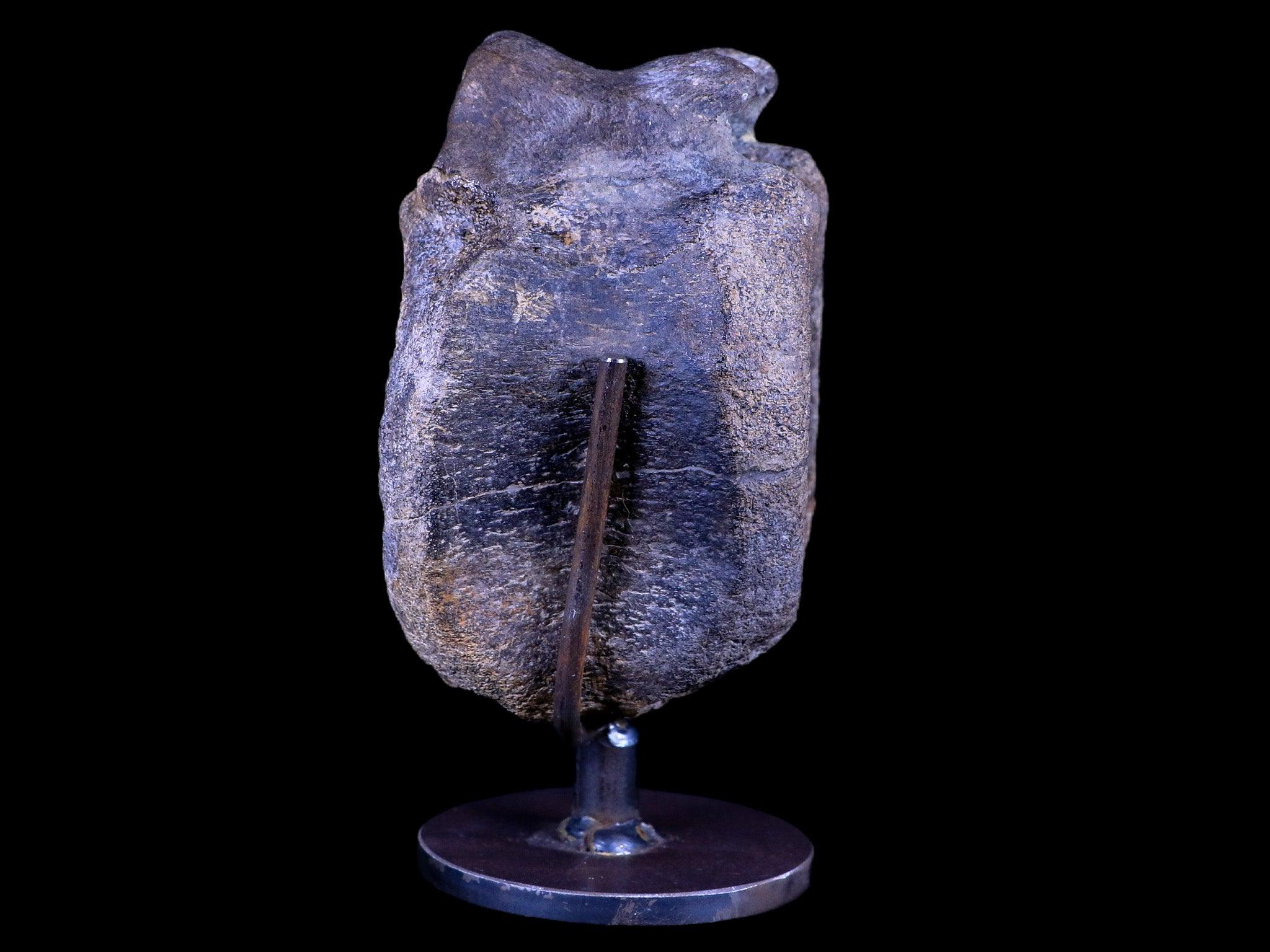 4.8" Hypacrosaurus Dinosaur Fossil Vertebrae Two Medicine FM Montana COA, Stand - Fossil Age Minerals