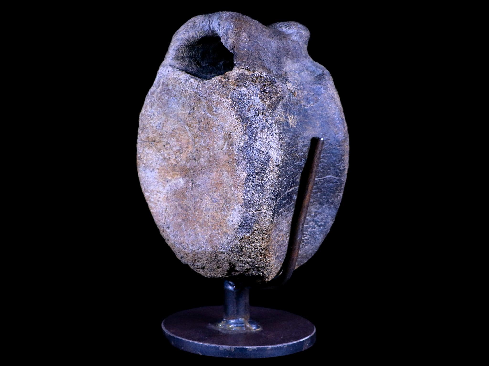 4.8" Hypacrosaurus Dinosaur Fossil Vertebrae Two Medicine FM Montana COA, Stand - Fossil Age Minerals