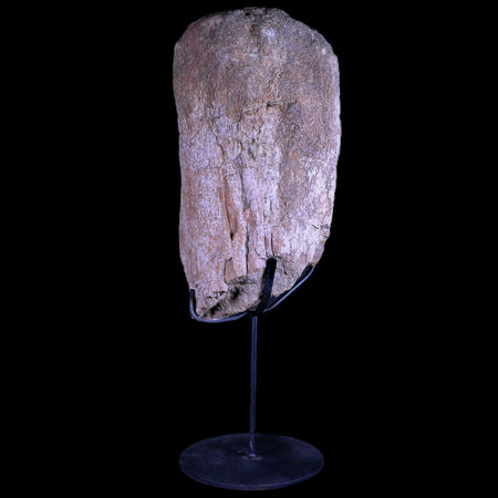 8.5" Camarasaurus Dinosaur Fossil Bone Morrison FM CO Jurassic Age COA Metal Stand