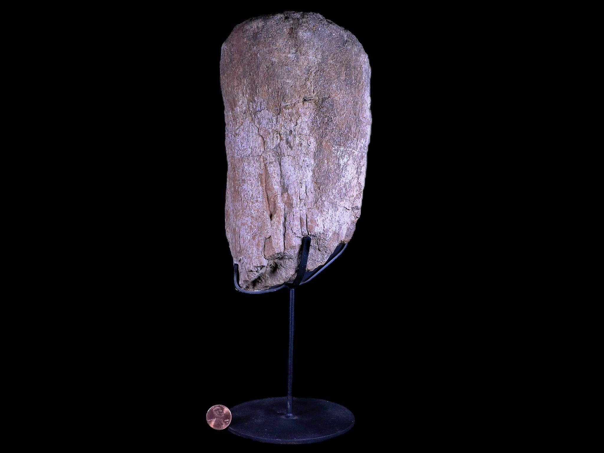 8.5" Camarasaurus Dinosaur Fossil Bone Morrison FM CO Jurassic Age COA Metal Stand - Fossil Age Minerals