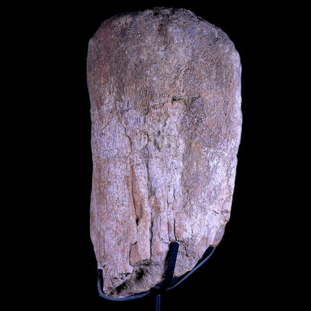 8.5" Camarasaurus Dinosaur Fossil Bone Morrison FM CO Jurassic Age COA Metal Stand