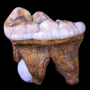 1.4" Extinct Cave Bear Ursus Spelaeus Molar Tooth Rooted Pleistocene Age COA