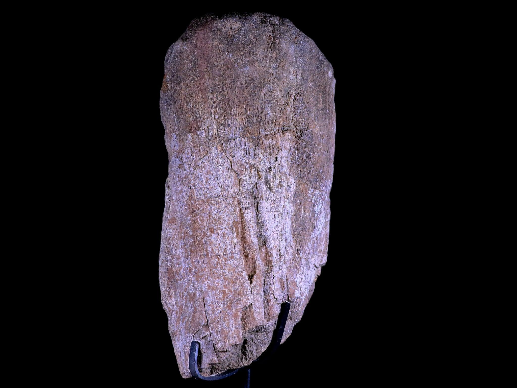 8.5" Camarasaurus Dinosaur Fossil Bone Morrison FM CO Jurassic Age COA Metal Stand - Fossil Age Minerals