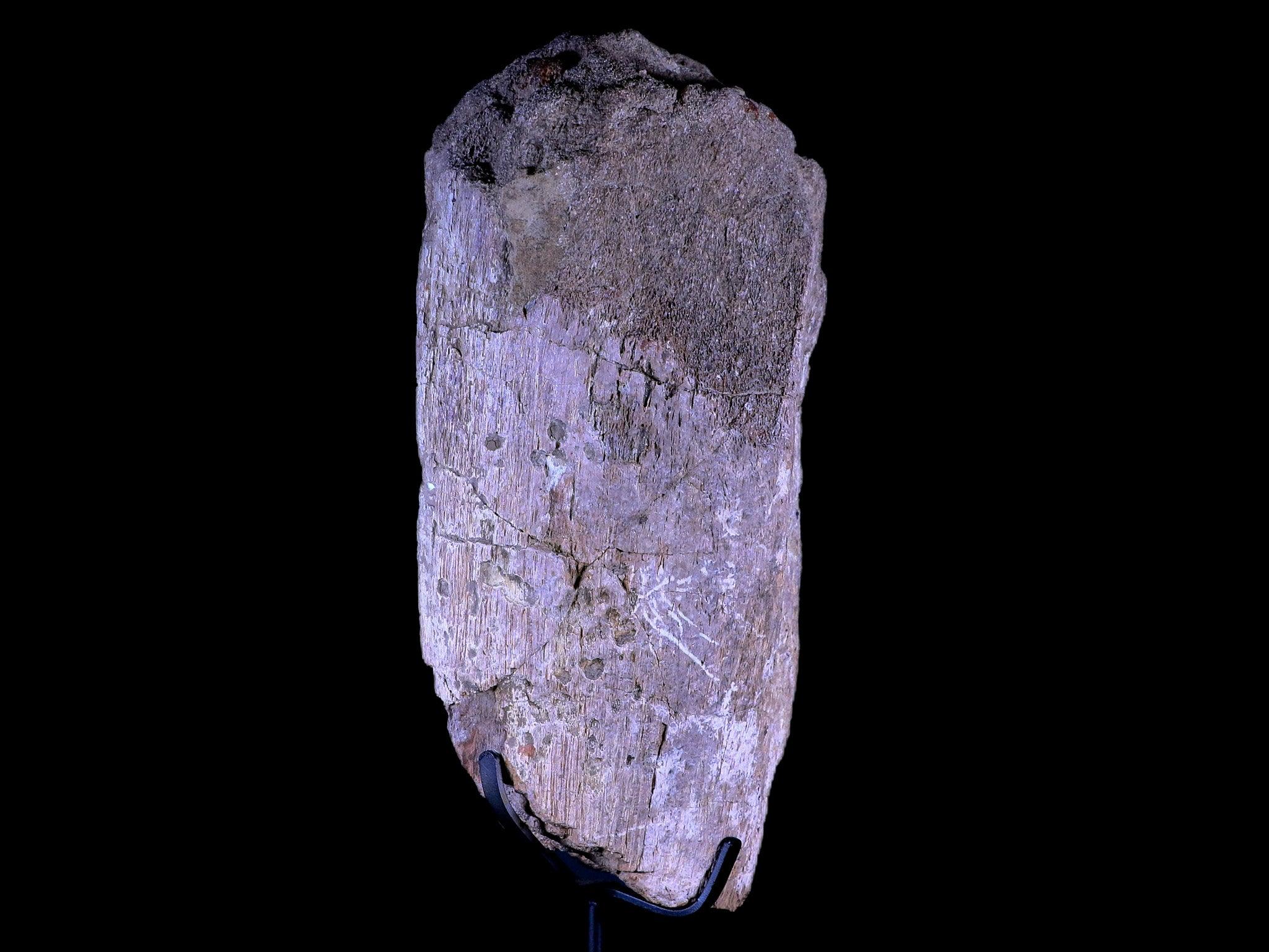 8.5" Camarasaurus Dinosaur Fossil Bone Morrison FM CO Jurassic Age COA Metal Stand - Fossil Age Minerals