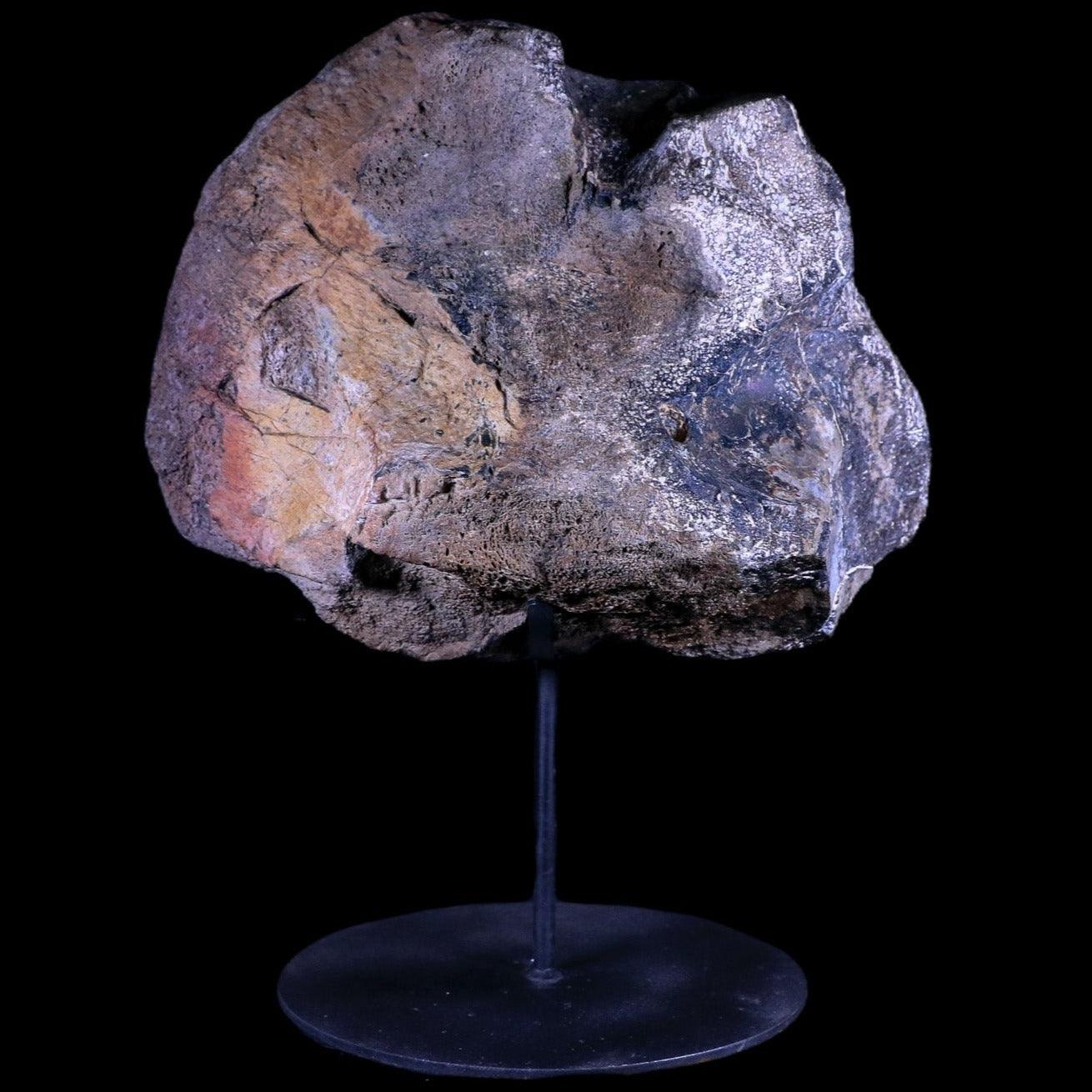 9" Diplodocus Dinosaur Fossil Limb Bone Morrison FM WY Jurassic Age COA Stand - Fossil Age Minerals