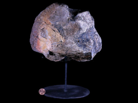 9" Diplodocus Dinosaur Fossil Limb Bone Morrison FM WY Jurassic Age COA Stand - Fossil Age Minerals