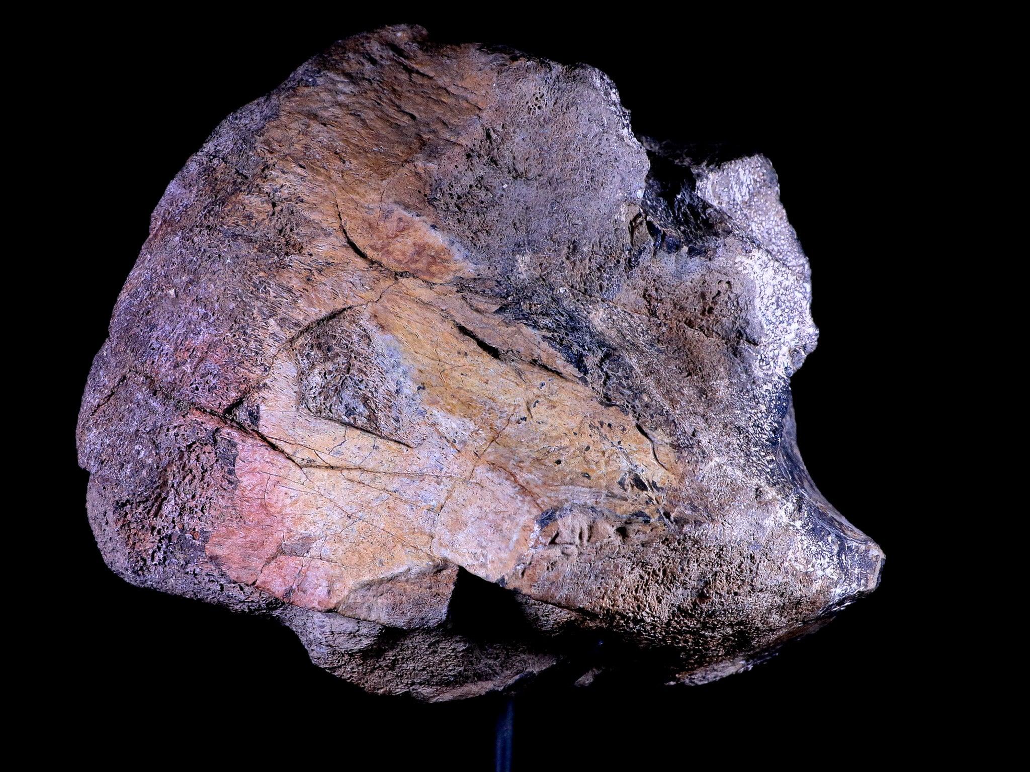 9" Diplodocus Dinosaur Fossil Limb Bone Morrison FM WY Jurassic Age COA Stand - Fossil Age Minerals